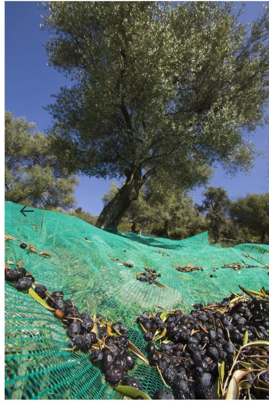 FILET DE RÉCOLTE - RAMASSAGE D’OLIVES – 10m x 5 m